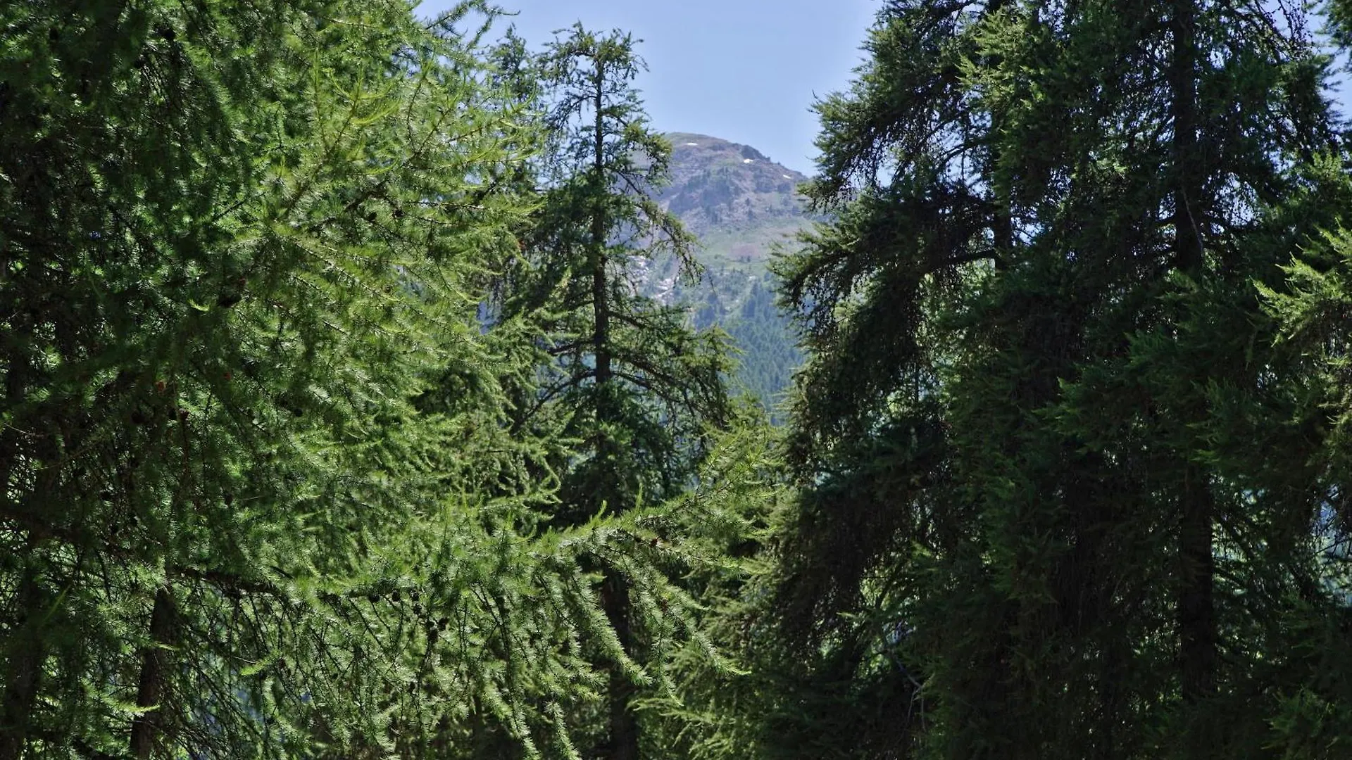 Au Calme Entre Les Melezes- Appt Proche Des Pistes Daire Les Orres
